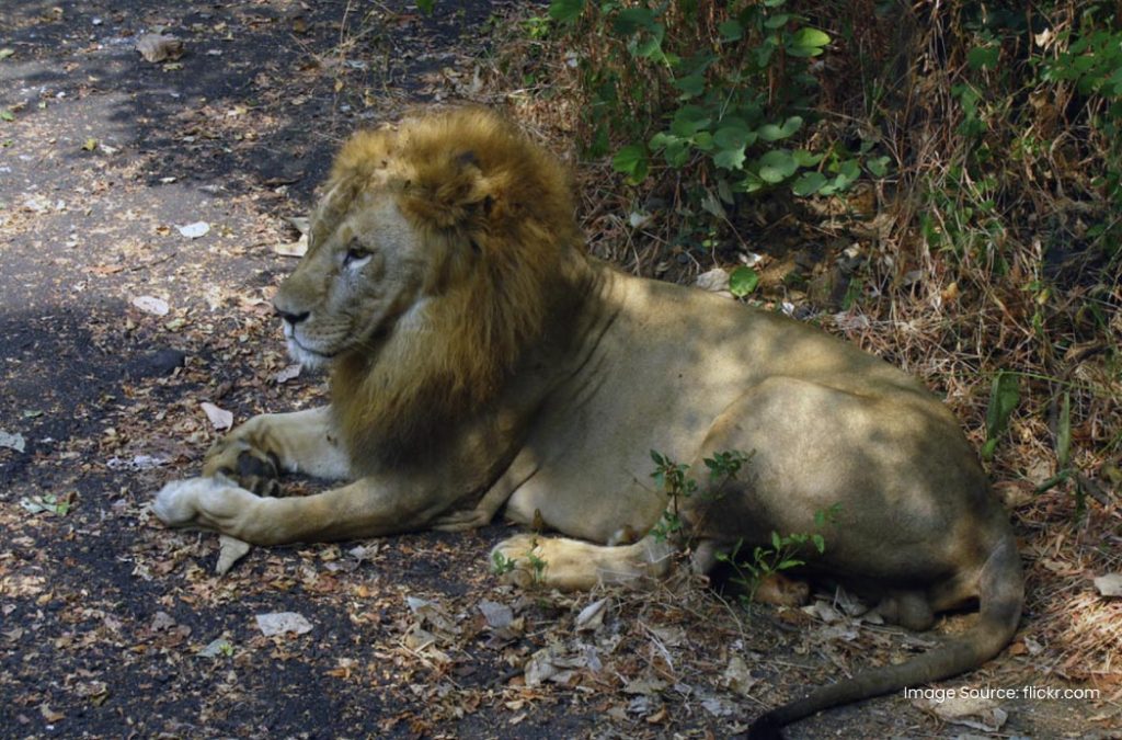 Sanjay Gandhi National Park gallery 36