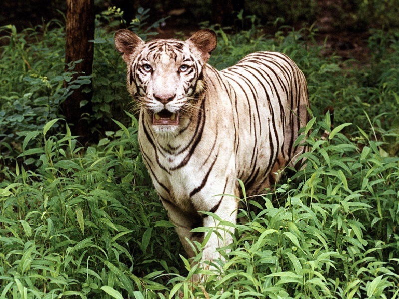 Sanjay Gandhi National Park gallery 24