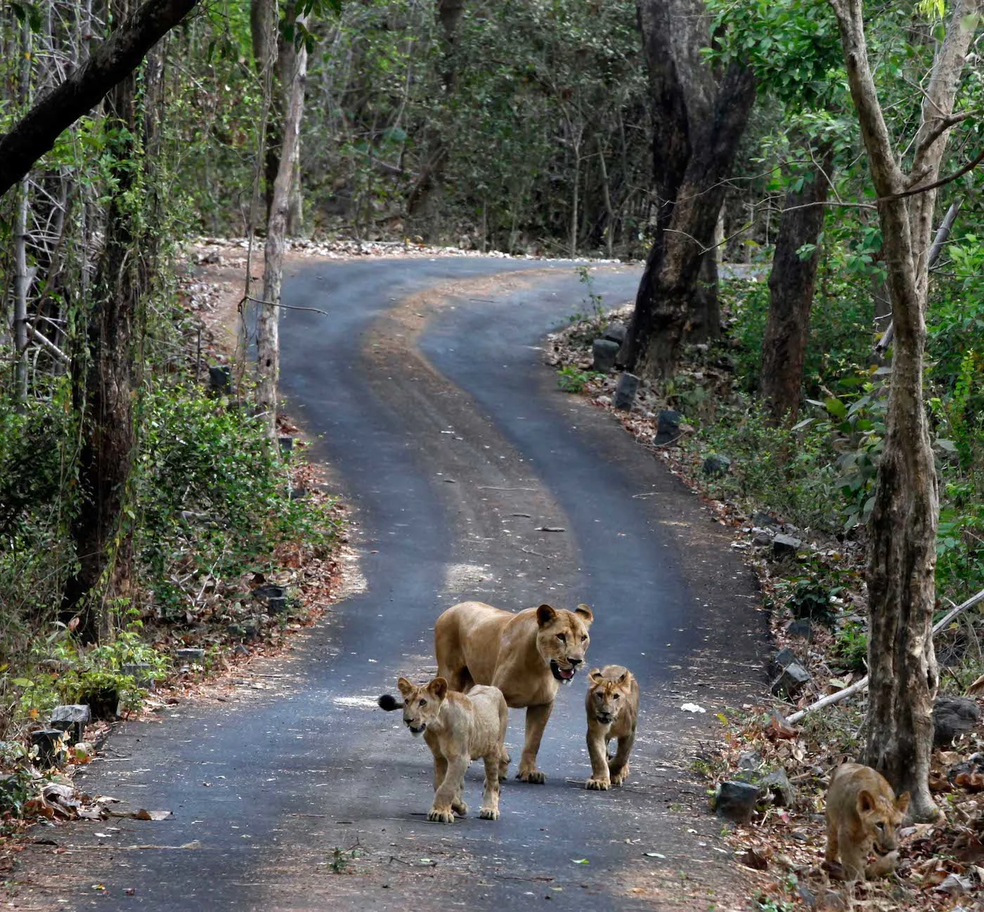 Sanjay Gandhi National Park gallery 13