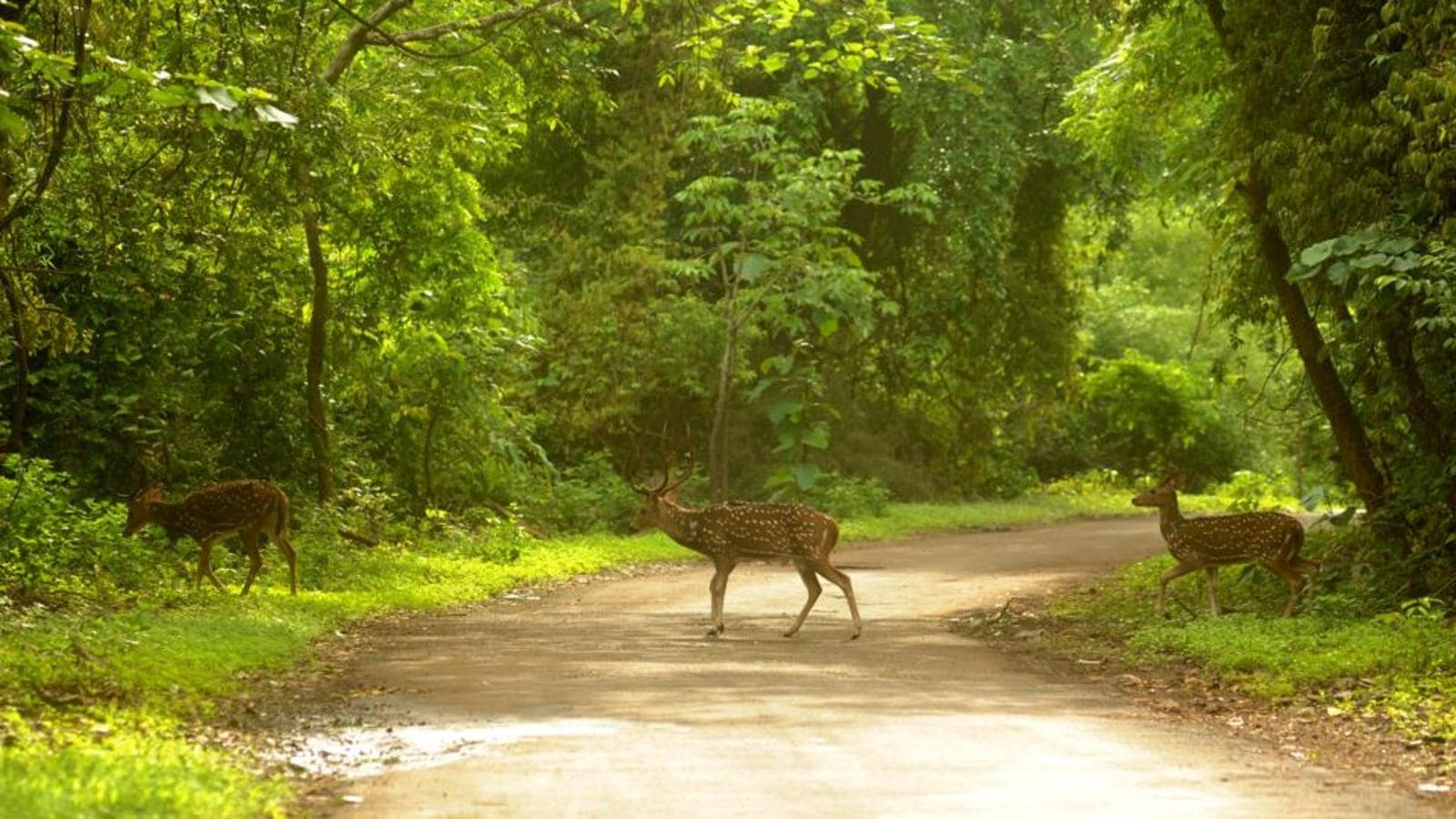 Sanjay Gandhi National Park gallery 23