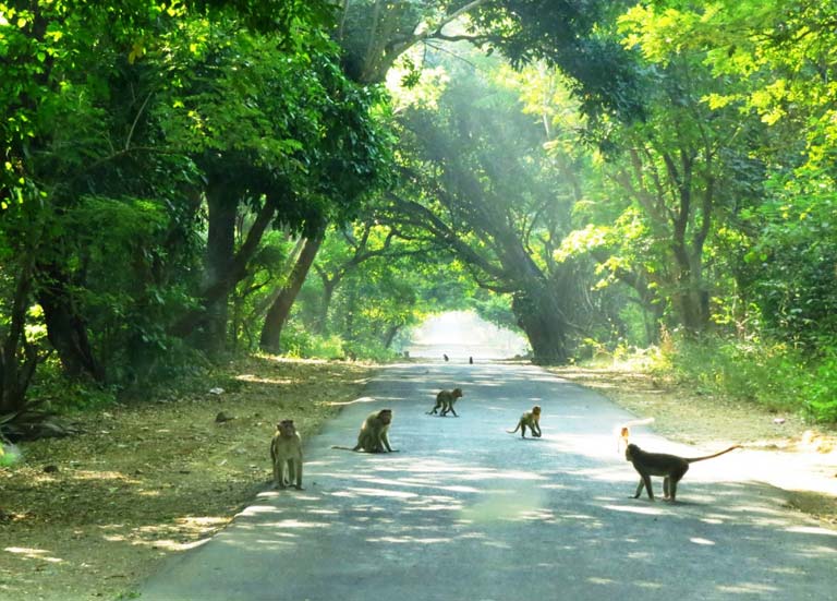 Sanjay Gandhi National Park gallery 31