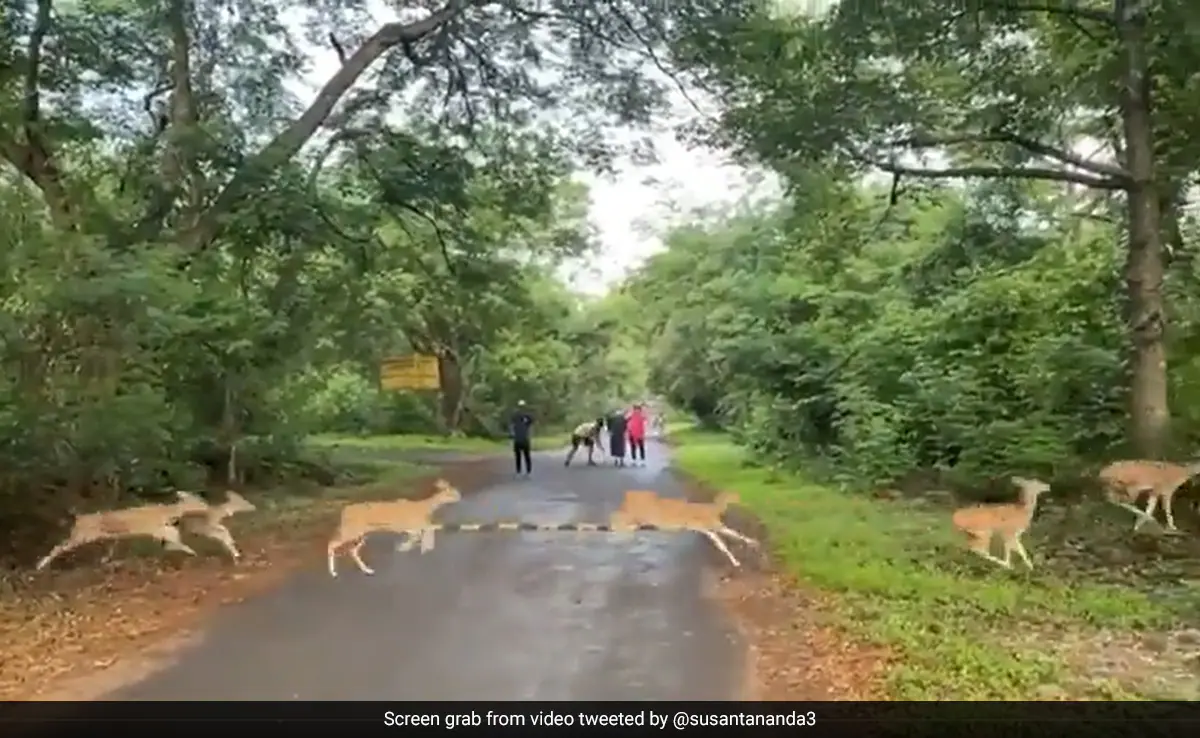 Sanjay Gandhi National Park gallery 20
