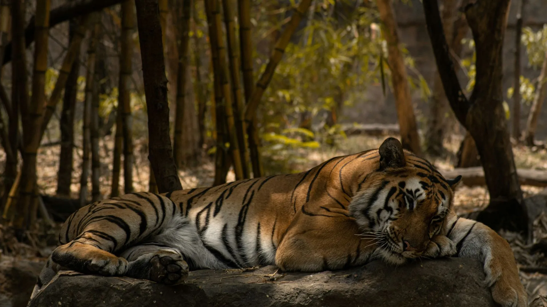Sanjay Gandhi National Park gallery 6
