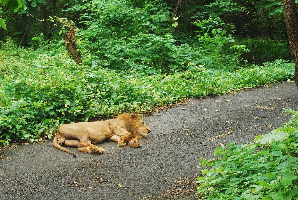 Sanjay Gandhi National Park gallery 22