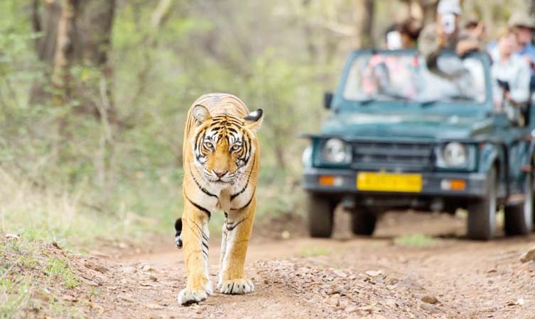 Sanjay Gandhi National Park gallery 25