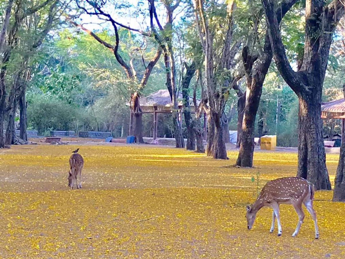 Sanjay Gandhi National Park gallery 10