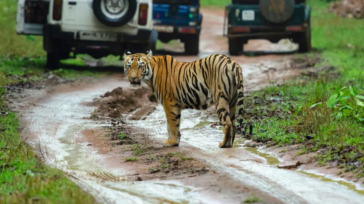 Sanjay Gandhi National Park gallery 12